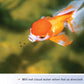 Aqueon Goldfish Fish